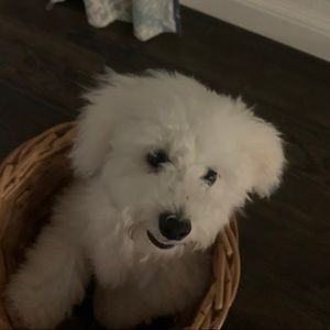 Meet your Posher, Kelley